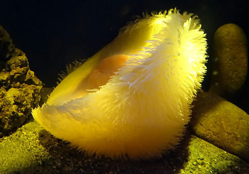 深海水族館