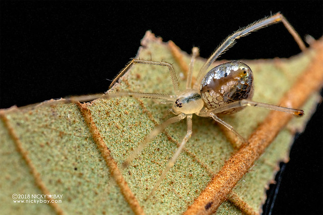 Mirror spider (Thwaitesia sp.) - DSC_7779
