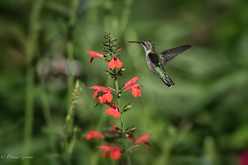 flower meadowlark virginia action background bird flight hummingbird rubythroated summer sunrise wildlife vienna unitedstates us