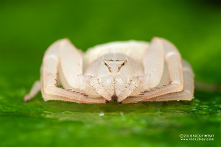 Crab spider (Cyriogonus sp.) - DSC_6825