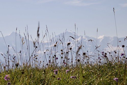 mountain sky grass flower outdoor