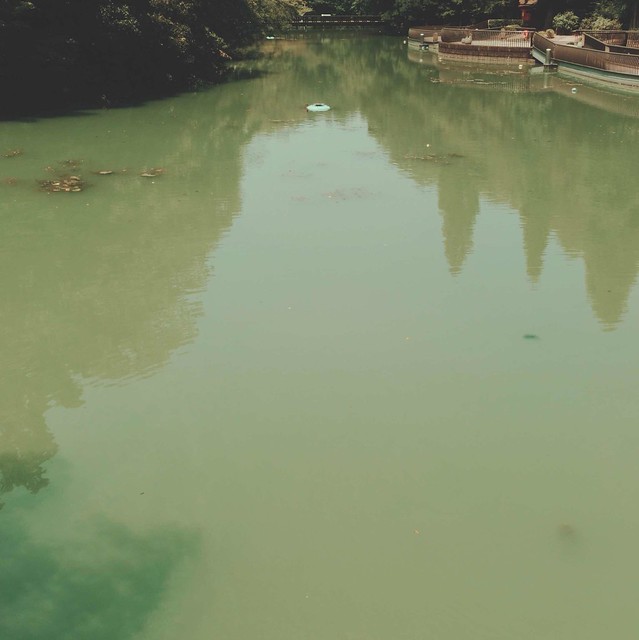 Cloudy pond water