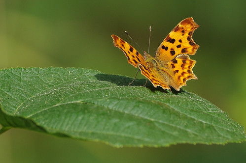 butterfly insect wild wildlife nature gamlingaywood cambridgeshire comma polygoniacalbum