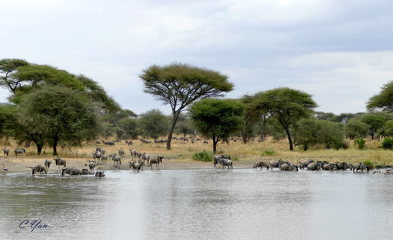 Kenya-Tanzania (Animal 1)