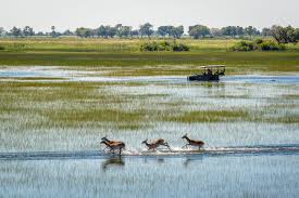 Parques Nacionales y reservas de Botswana: resumen y datos varios - BOTSWANA, ZIMBABWE Y CATARATAS VICTORIA: Tras la Senda de los Elefantes (9)