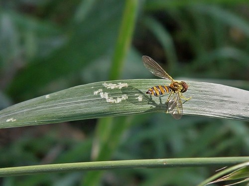 insectos moscas flies toxomeruswatsonicurran1930 toxomeruswatsoni taladradordewatson watsonscalligrapher syrphidae syrphinae olympussp570uz