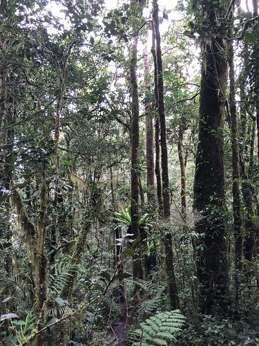 montaneforest kerinci id indonesia forestviews sumatra kayuarobarat jambi