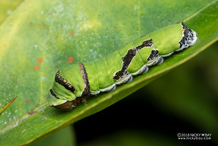 Caterpillar - DSC_6911