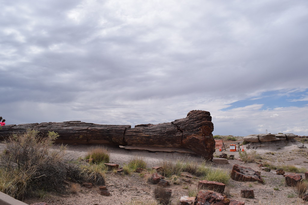 Petrified Forest National Park, Giant Logs