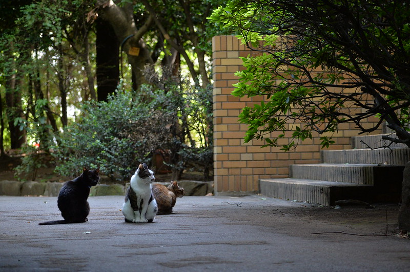 Nikon Df+AF P DX NIKKOR 70 300mm f4 5 6 3G ED VR東池袋中央公園の猫だまり 黒 キジ白 錆虎