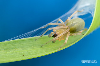 Sac spider (Cheiracanthium sp.) - DSC_2674