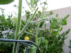 Dew drop on a tomato plant