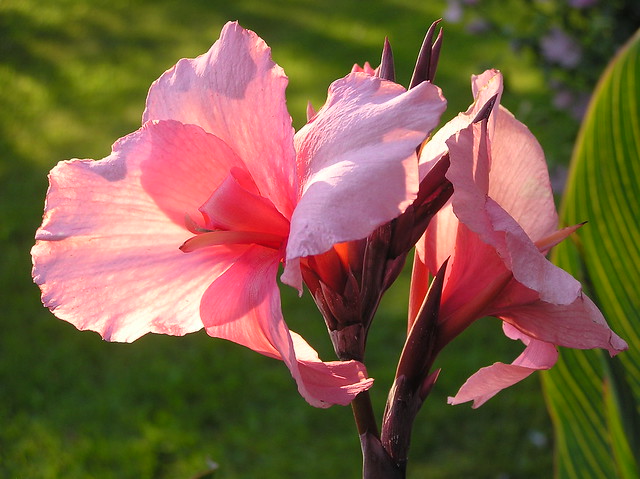 Canna 'Pink Perfection'