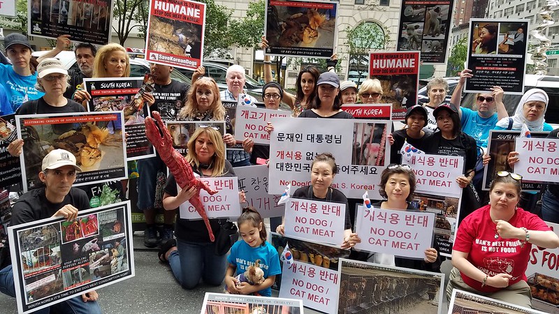 New York, South Korean Consulate General, ‘Boknal’ Demonstration for the South Korean Dogs and Cats (Day 2) – July 30, 2018 Organized by The Animals' Battalion