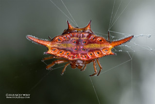Spiny orb weaver (Gasteracantha versicolor formosa) - DSC_7036