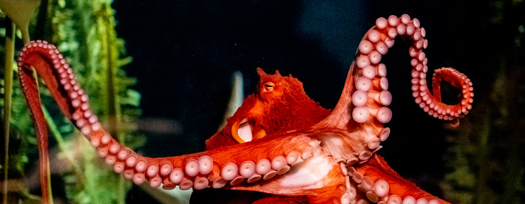 Giant Pacific Octopus_3