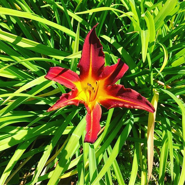 Pretty lily in our front yard. ❤💚💛