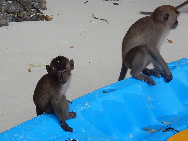 Islas Phi Phi: la archiconocida Maya Bay, monos, gatos y paisajes de infarto - TAILANDIA POR LIBRE: TEMPLOS, ISLAS Y PLAYAS (21)