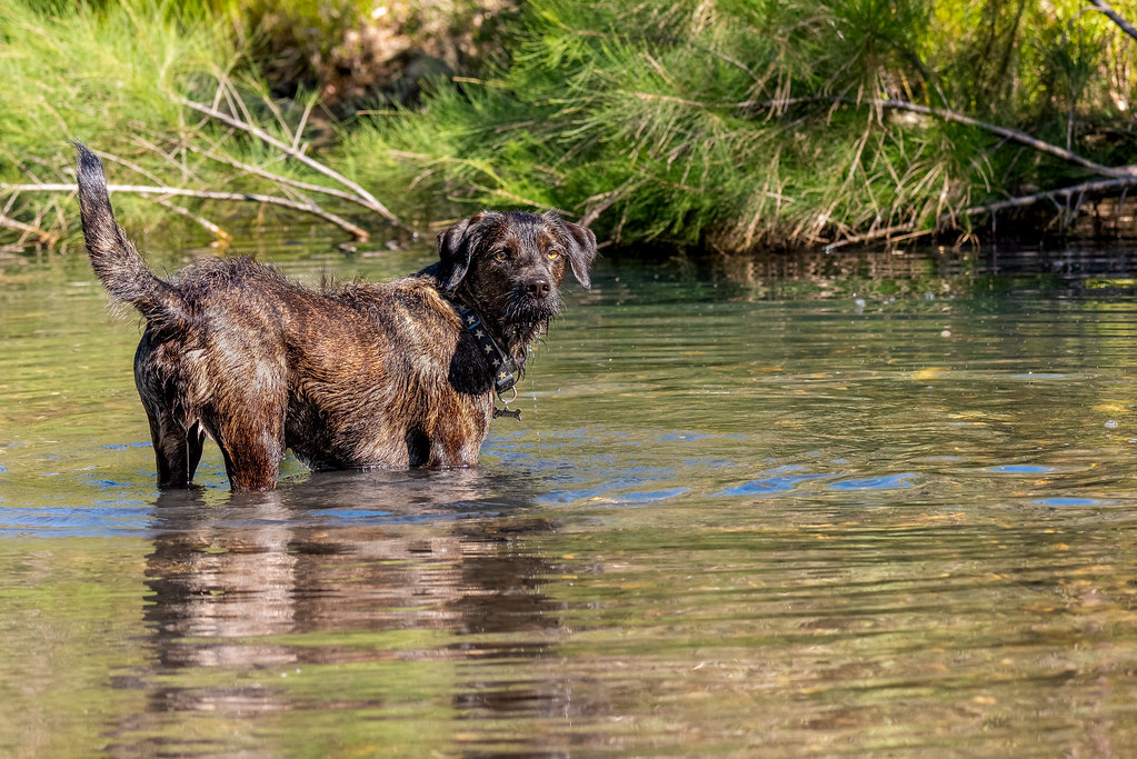 Wally Enjoying The River