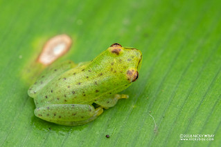 Green reed frog (Hyperoliidae) - DSC_2257