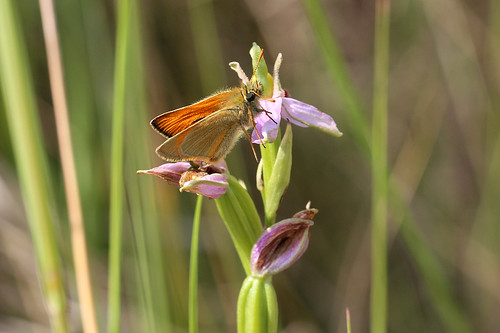Small Skipper on Bee Orchid