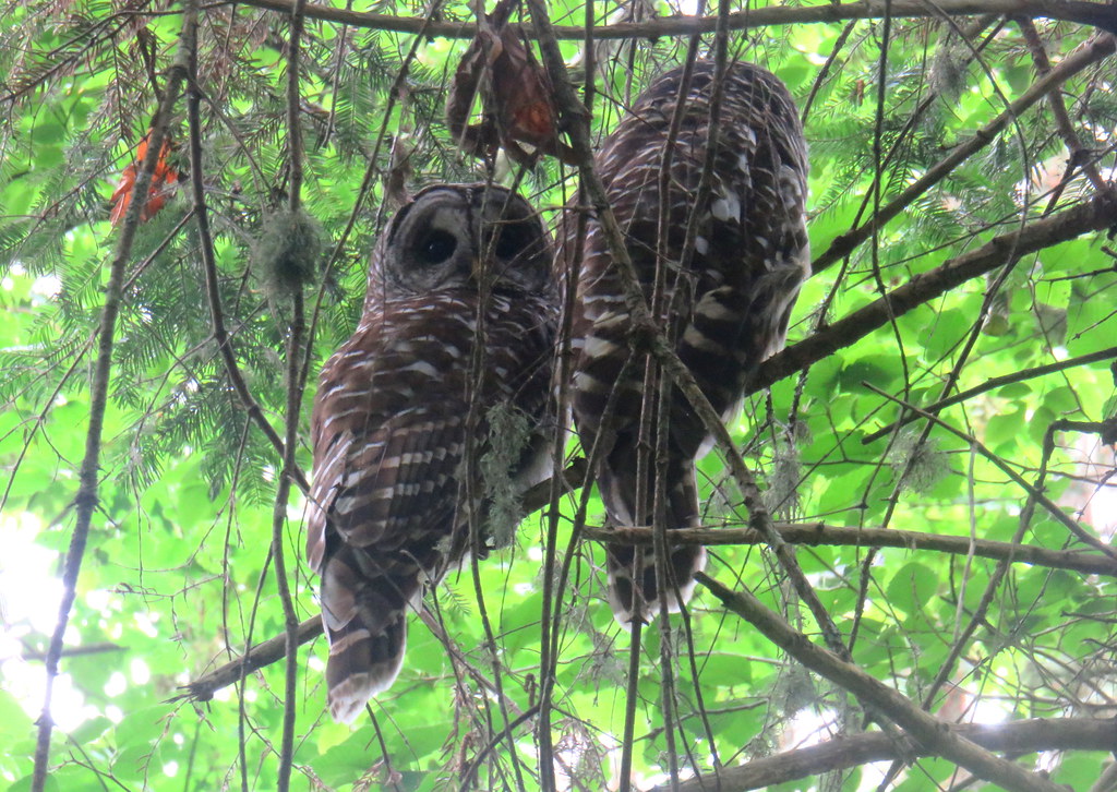 Owls taken in Mack Laing Nature Park in Comox.