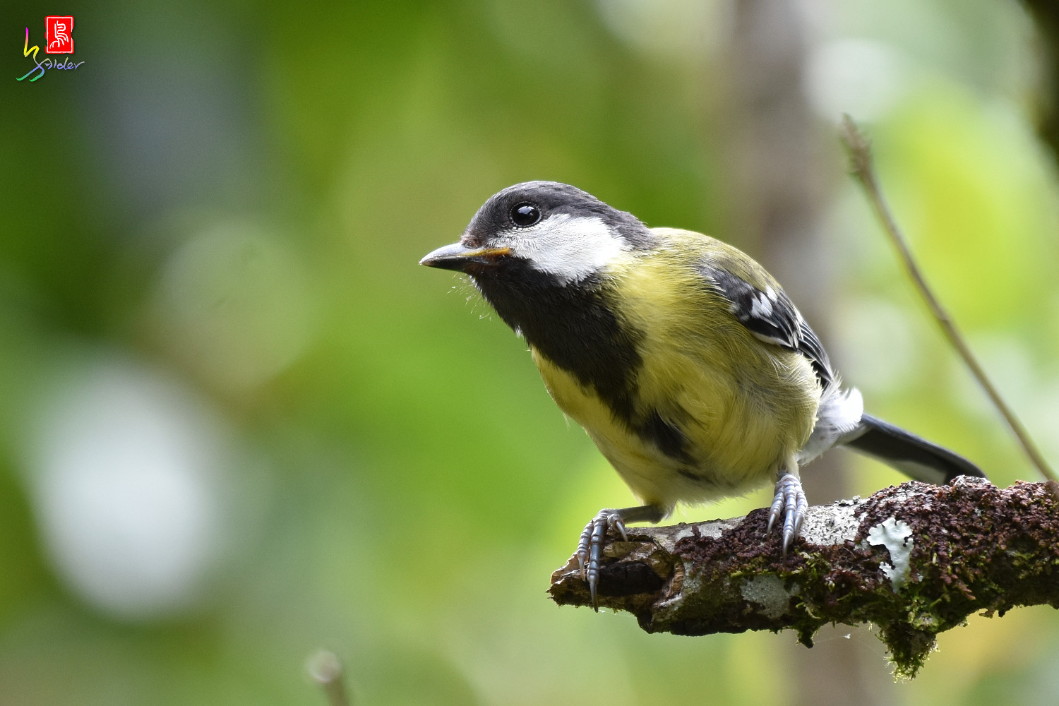 Green-backed_Tit_8871