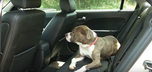 The Dangers of Leaving Kids and Pets in Hot Cars 
