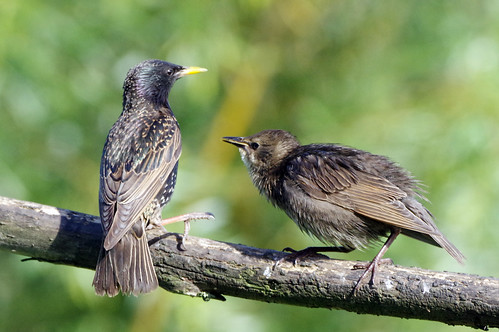 welneywashes wild bird nature wildlife starling sturnusvulgaris