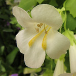 White Lophospermum