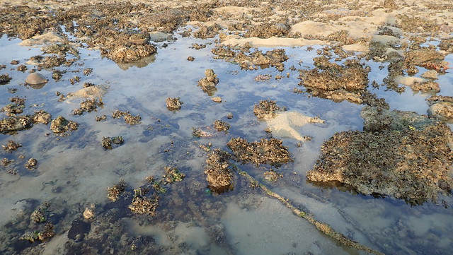 Impact of abandoned net on reef at Pulau Semakau, Jul 2018