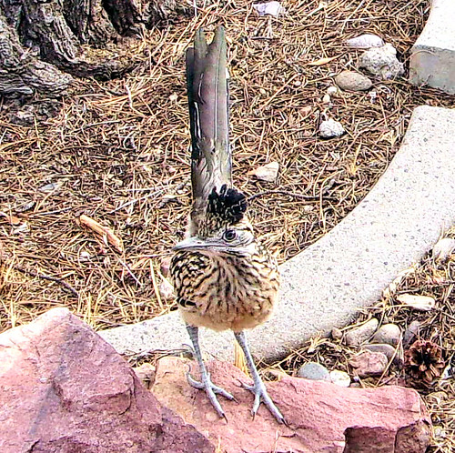 Young Roadrunner front yard 071318-008