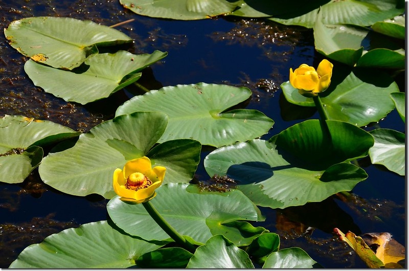 Yellow Water Lily (5)