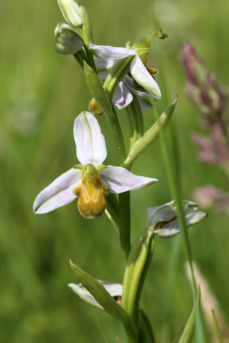 Bee Orchid Ophrys apifera var. flavencens