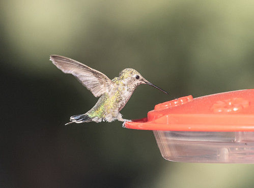 hummingbird_on_feeder-20180620-100
