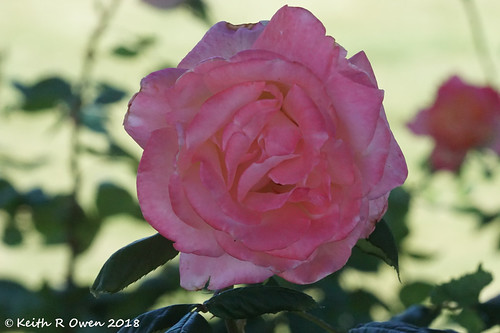 oregon arlington rose flower pink