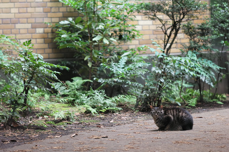 Leica Q東池袋中央公園の猫 キジ虎