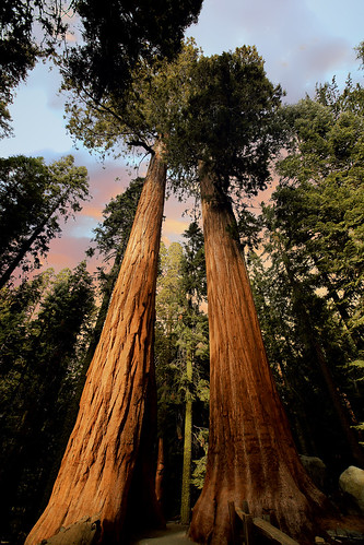 california giantsequoia sequoiadendrongiganteum sunset gaintforest generalshermantree sequoianationalpark tree plant trail wyojones np