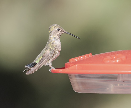 hummingbird_on_feeder-20180620-102