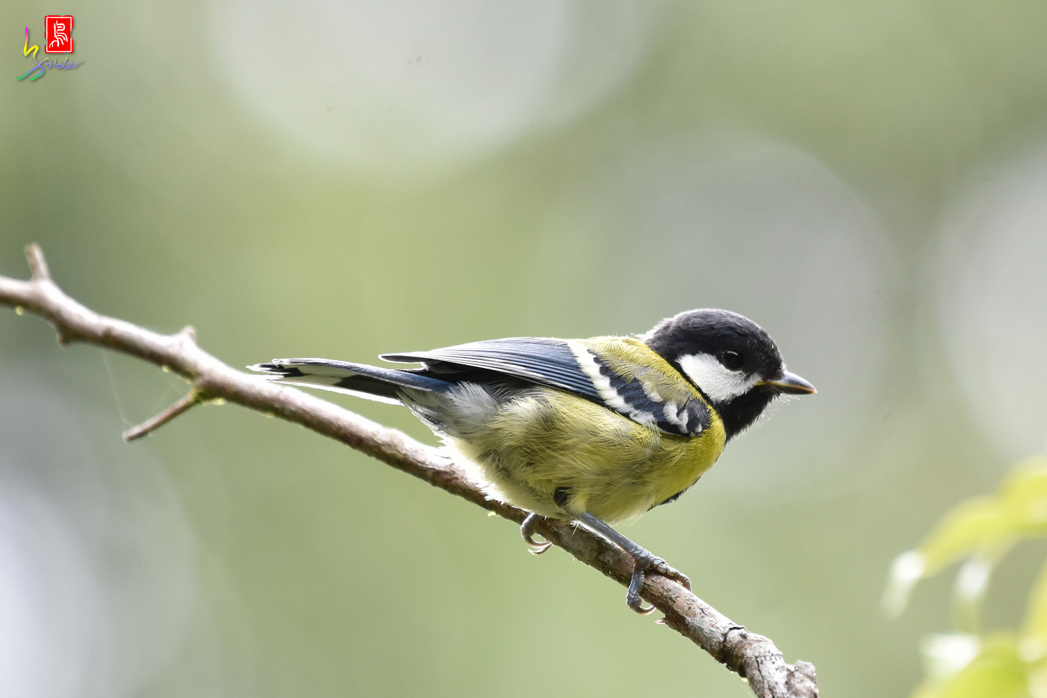 Green-backed_Tit_8918