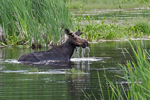 moose youngbull eatinginmarsh offblackwaterroad bc canada
