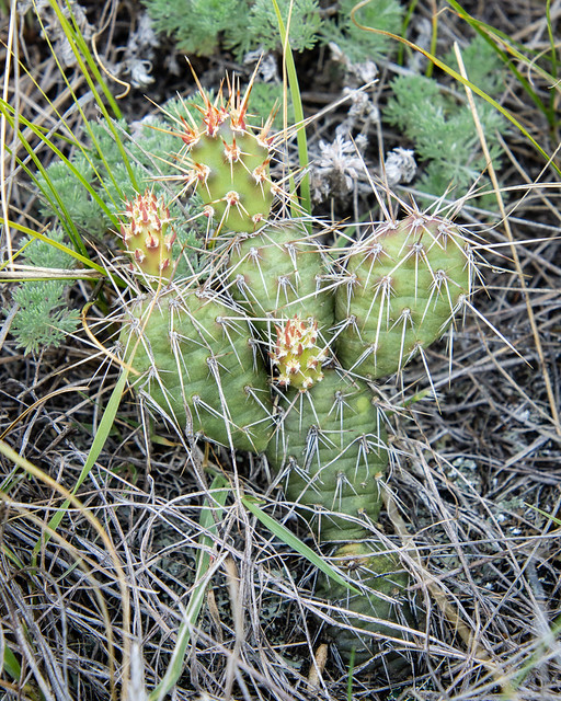 Prickly-pear cactus