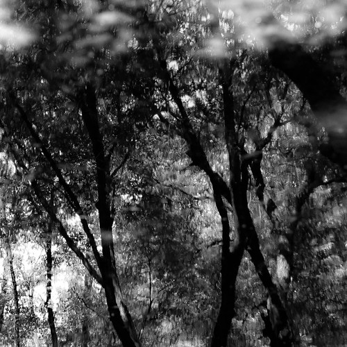 captaindanielwrightwoods d5000 dof nikon abstract blackwhite blackandwhite blur branches bw depthoffield distortion forest landscape leaves monochrome natural noahbw reflection square summer trees water woods