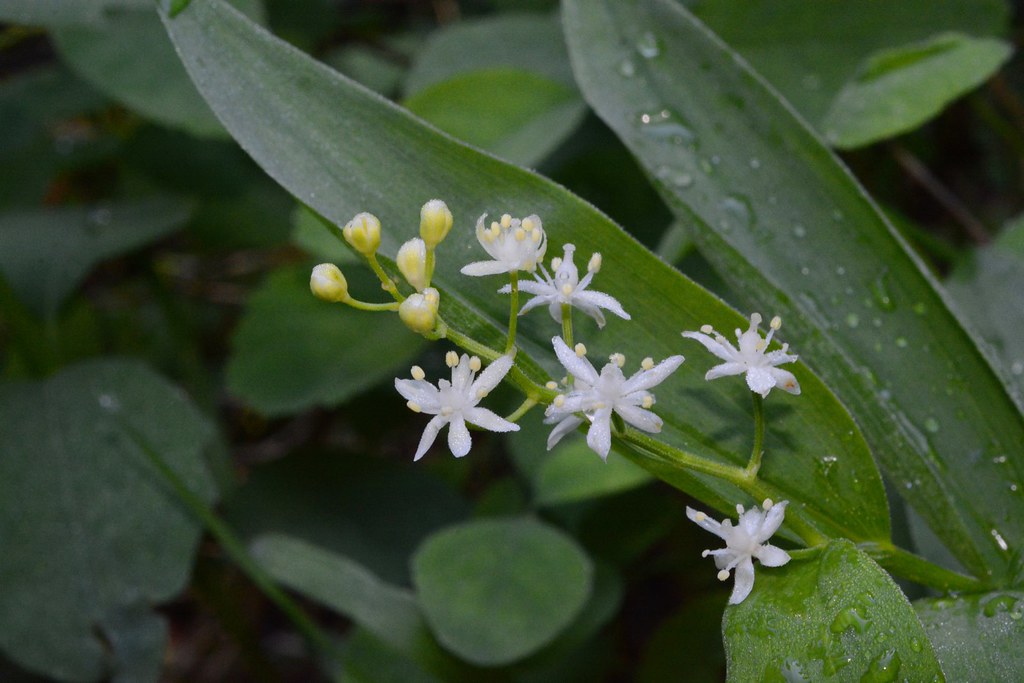 Starry false lily-of-the-valley, Star-flowered solomon's-seal