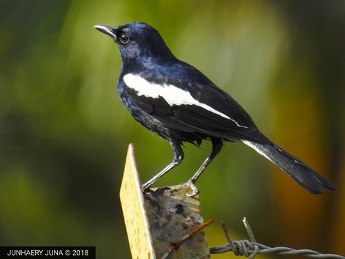 birds magpie malaysia lahaddatu sabah blackbirds