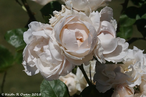 oregon arlington rose flower white