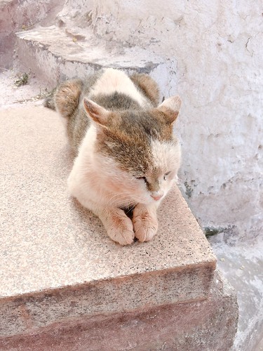西藏貓咪
