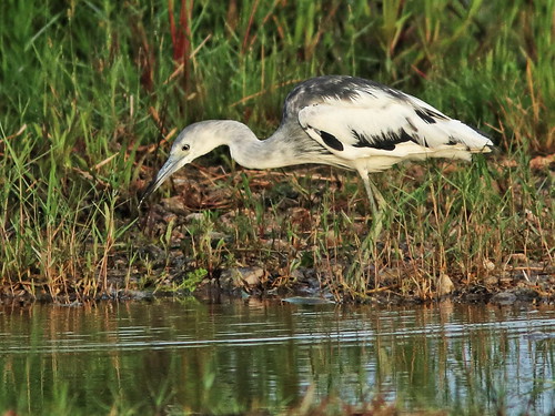 Little Blue Heron immature piebald 08-20180617