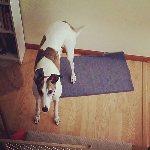 Now to walk? Now? How about now? Or...now? #Cane #dogsofinstagram #greyhound #greyhoundsofinstagram