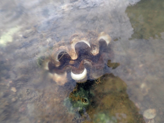 Mass death at Serapong, Jun 2018 - Fluted giant clam (Tridacna squamosa)